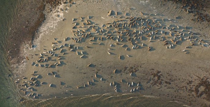 Harbor seals ashore at Spider Reef the largest terrestrial site for seals in the Beardslee Islands in Glacier Bay National Park.