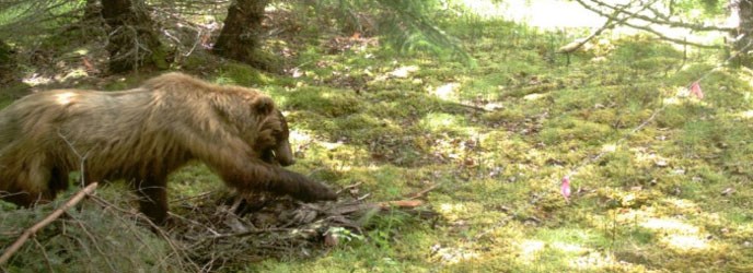 brown bear near Gustavus, Alaska