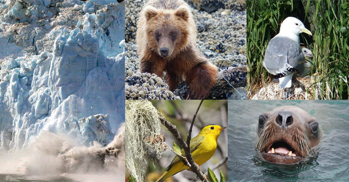 Voices of Glacier Bay