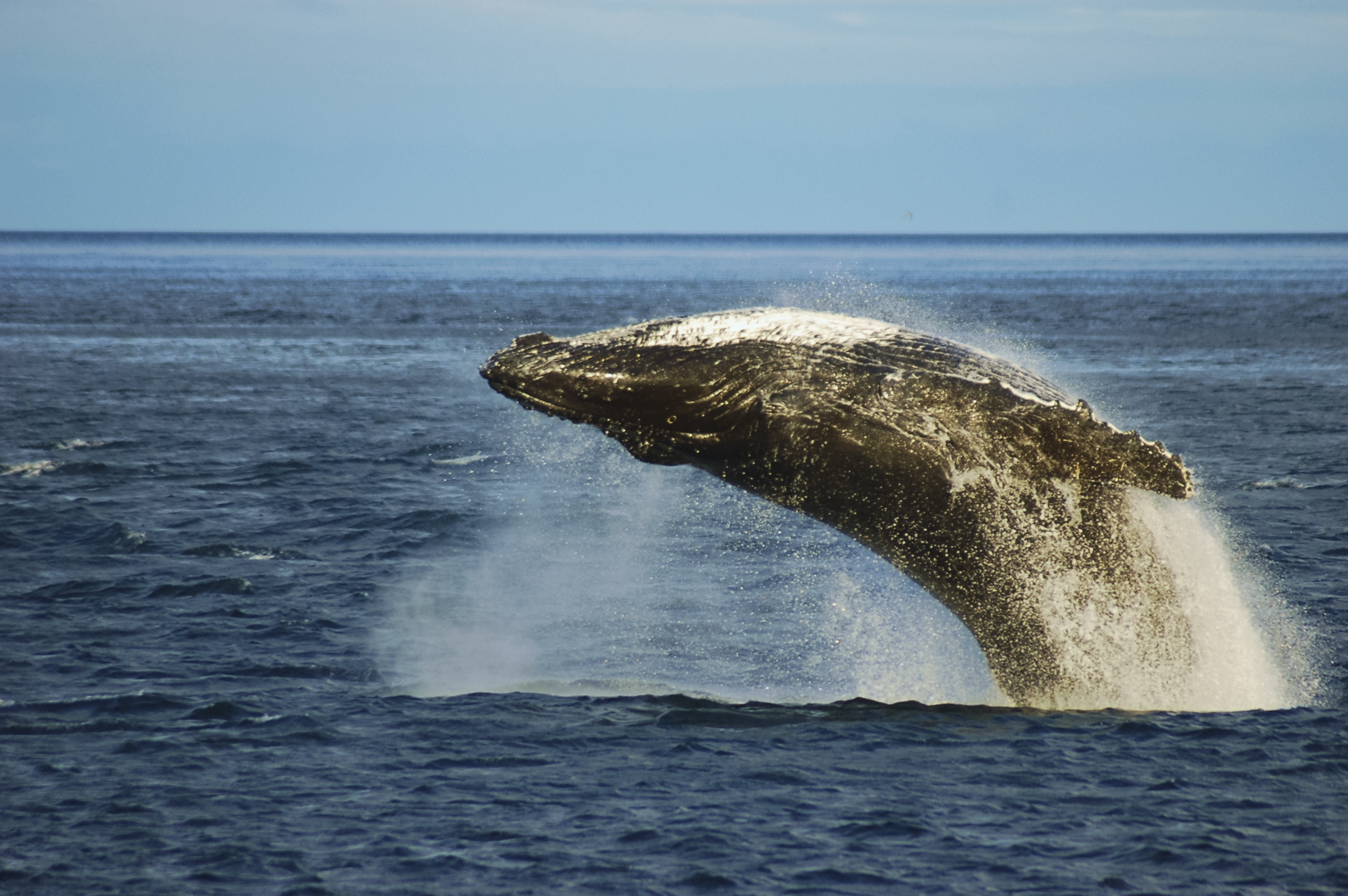 Humpback Whale breaches the water surface, arching its back