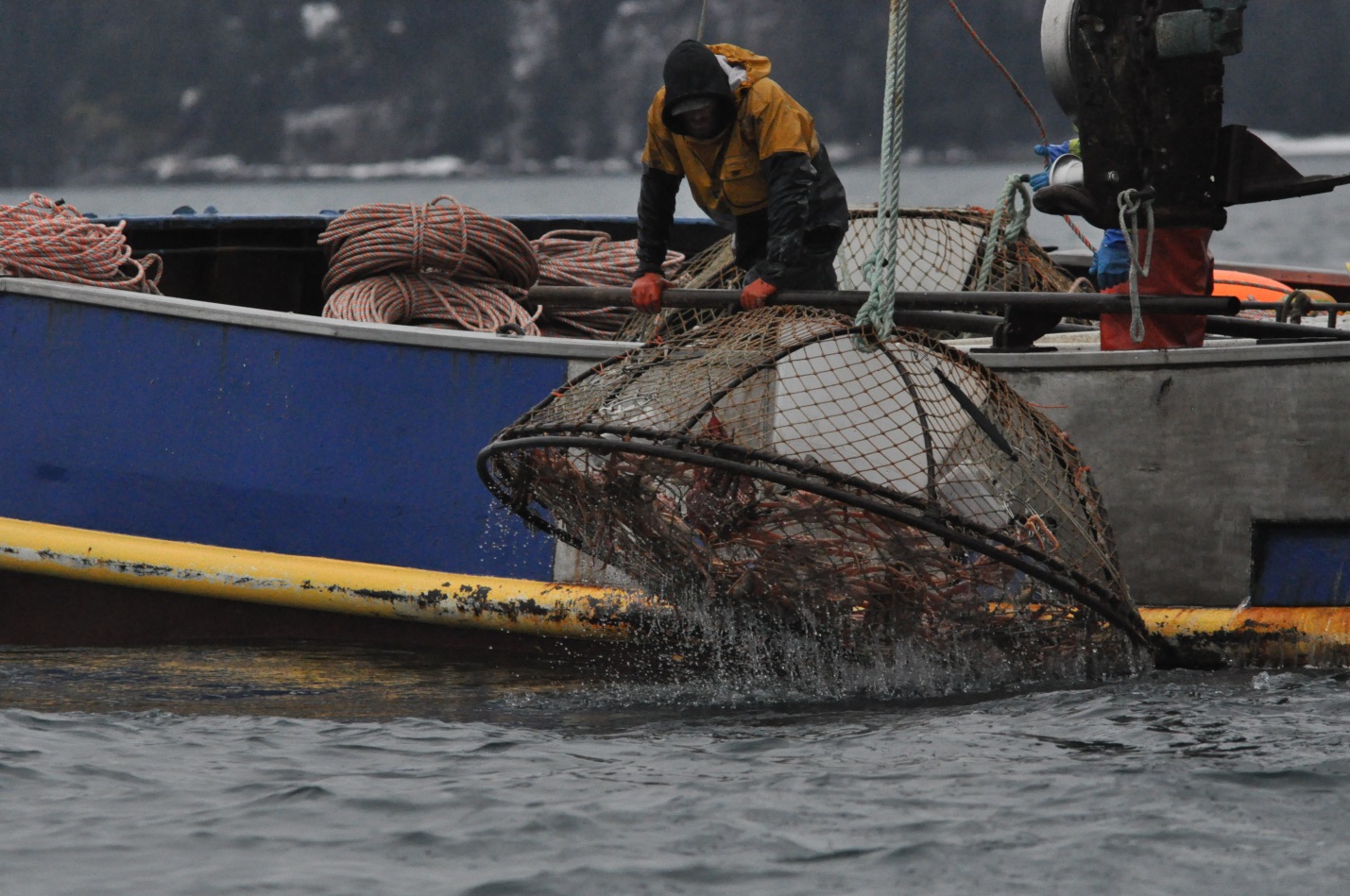 workers pulling up a crab pot on a boat