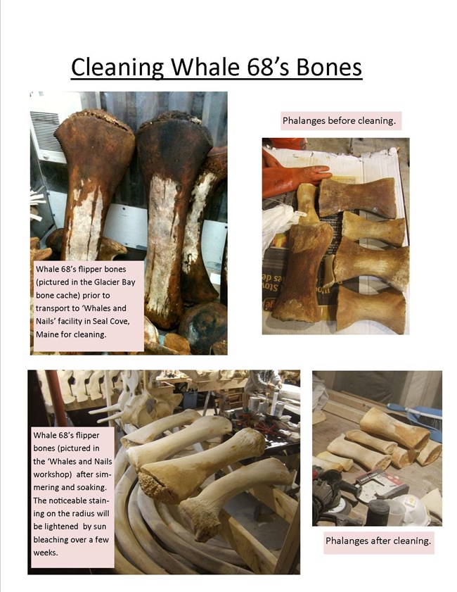 A photo collage shows dark brown stained whale bones, contrasted with cleaned bones that are pale yellow/white due to the simmering and soaking process.