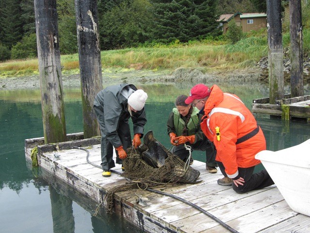 Park staff and local teacher inspect dark-green stained whale bones in a net after being pulled up onto a dock.
