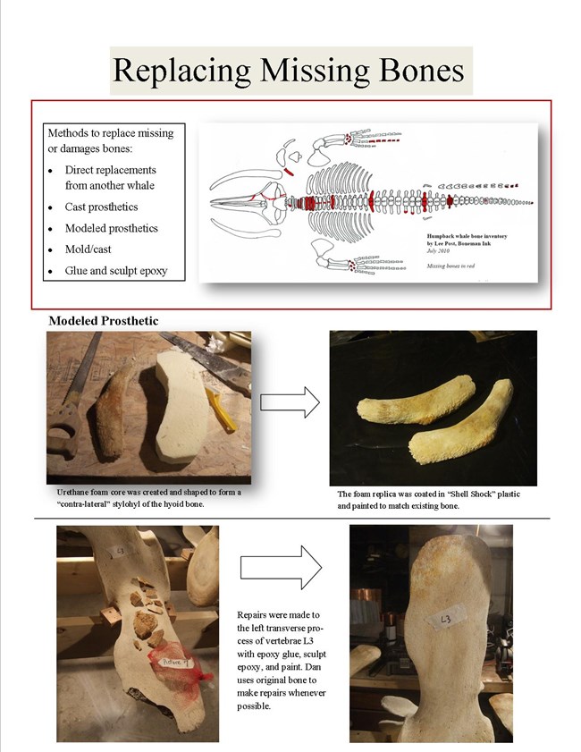 Graphics and photos show bone casts and  diagram showing the whale 68 skeleton, with missing bones and parts in red.