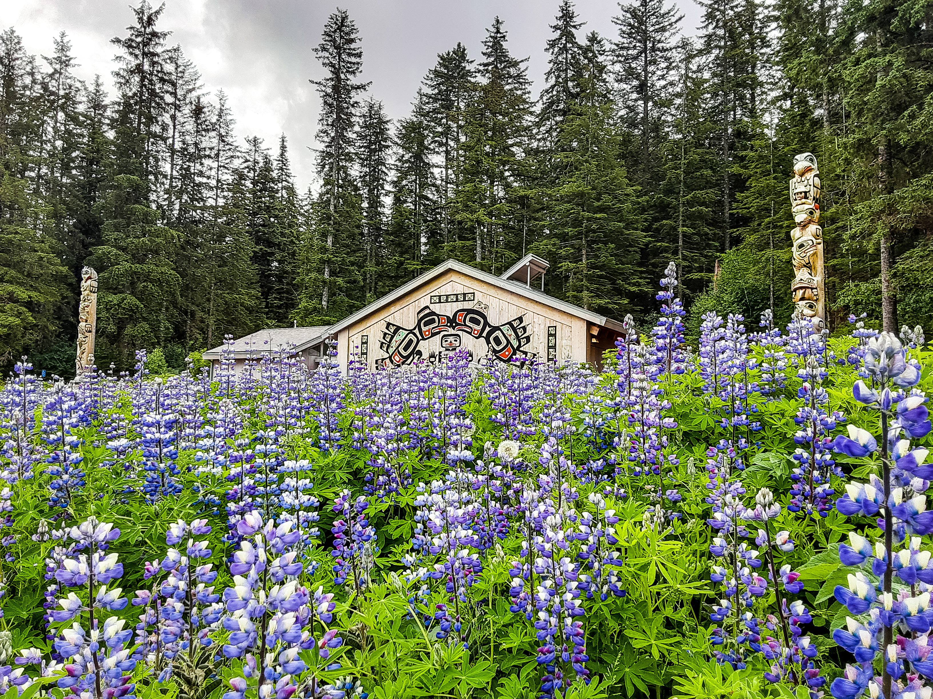 Lupine wildflowers in front of the Huna Tribal House and its two totem poles