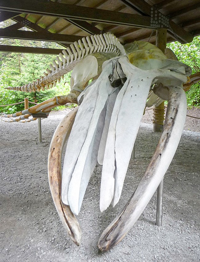 Whale 68, aka Snow, is on display in a covered shelter. Her huge jaw bones fill the frame near camera, her tail in shadow behind.