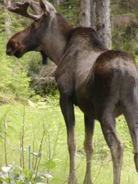 Moose are commonly sighted in Bartlett Cove and around Gustavus.