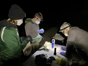 Three rangers at night studying bats