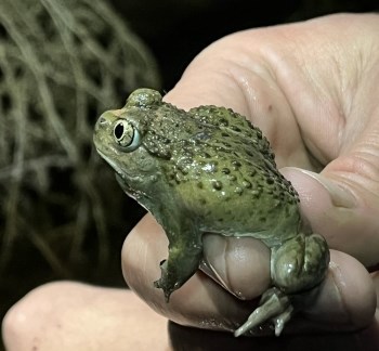 toad in a human hand