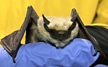 Fuzzy bat with black wings in a gloved hand