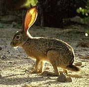 A long-legged rabbit with tall ears.