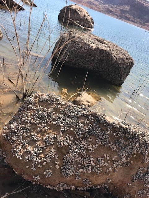 Sandstone rocks at the lakeshore are covered with quagga mussels