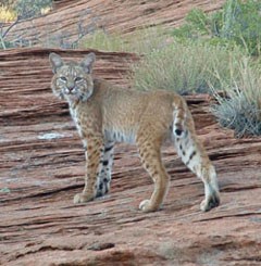 A bobcat stands on sandstone cliff looking back at the camera.