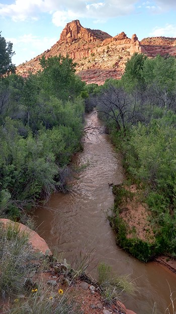 River flowing through thick vegetation away from sunlit butte