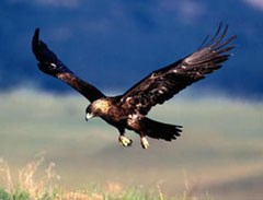 Golden eagle in flight.