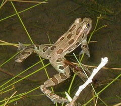 Spotted frog in the water