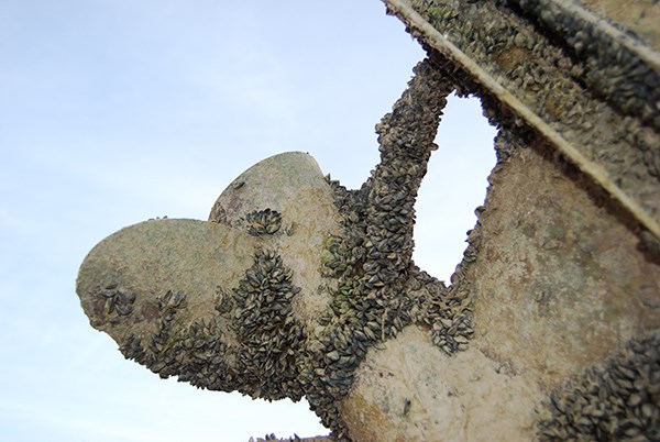 A boat propeller is lifted into the air. It is covered with mussels.
