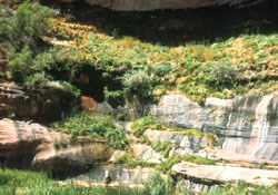 Sandstone alcove overflowing with green vegetation.