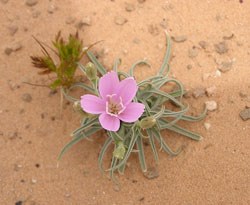 A delicate pink flower with thin leaves.
