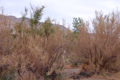 Close shot of dead brown bushy trees.