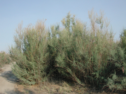 Bushy trees. Most are green, some are turning brown.