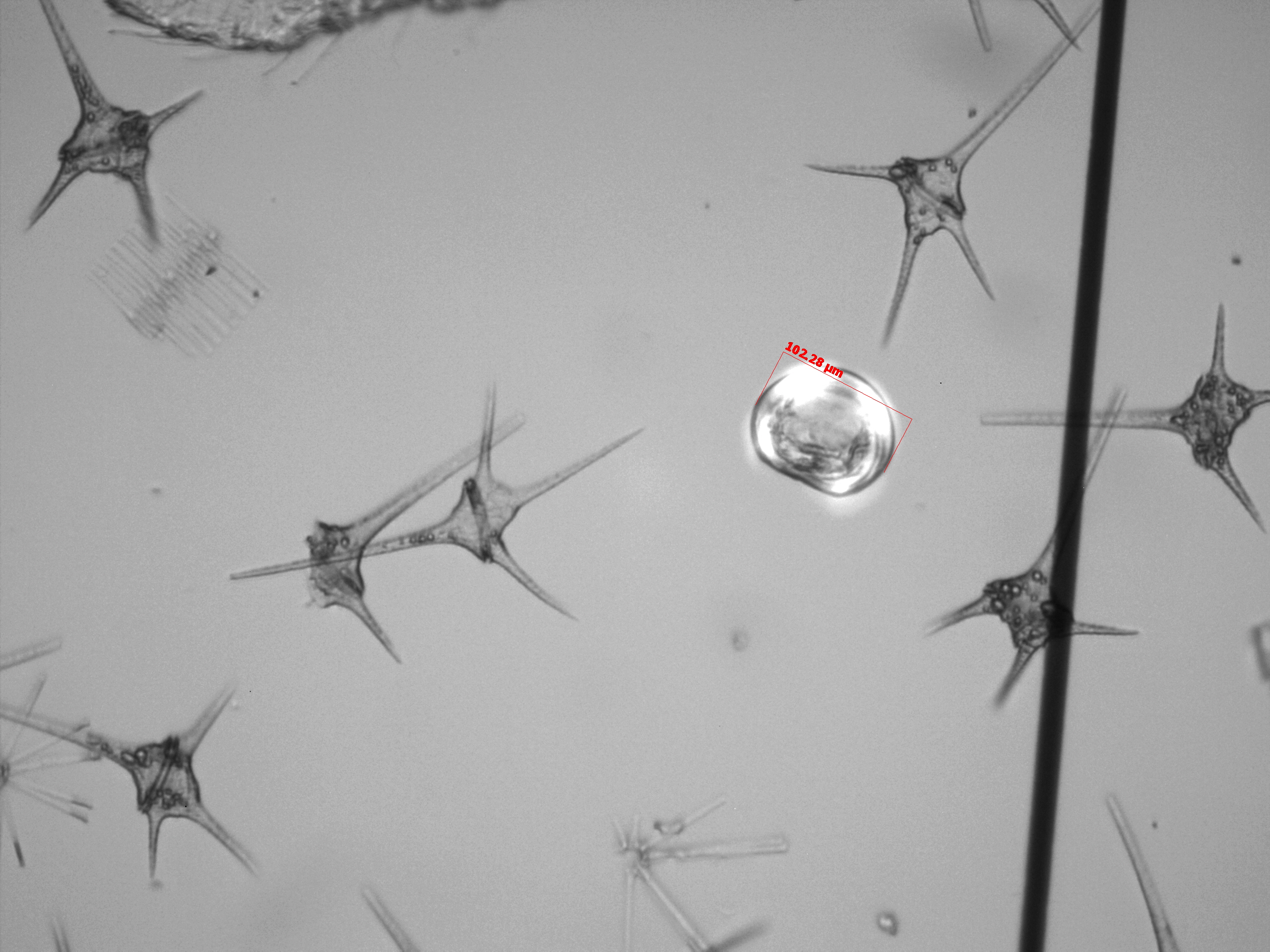 Microscopic entities with round centers and four spikes coming out.