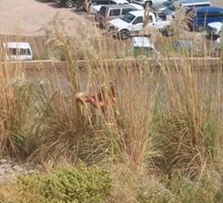 A person attempts to remove a bunch of ravengrass much taller thn they are. Cars in the background.