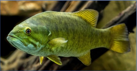 Swimming green fish with dark scales, with yellow fins and tail, and a red eye.