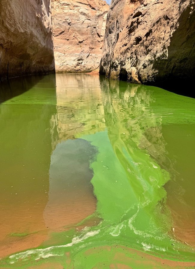 Standing water in desert canyon with bright green scummy top