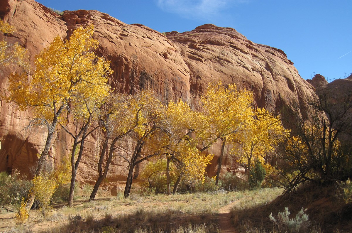 Path winds past trees with bright fall leaves and rounded sandstone cliff in background