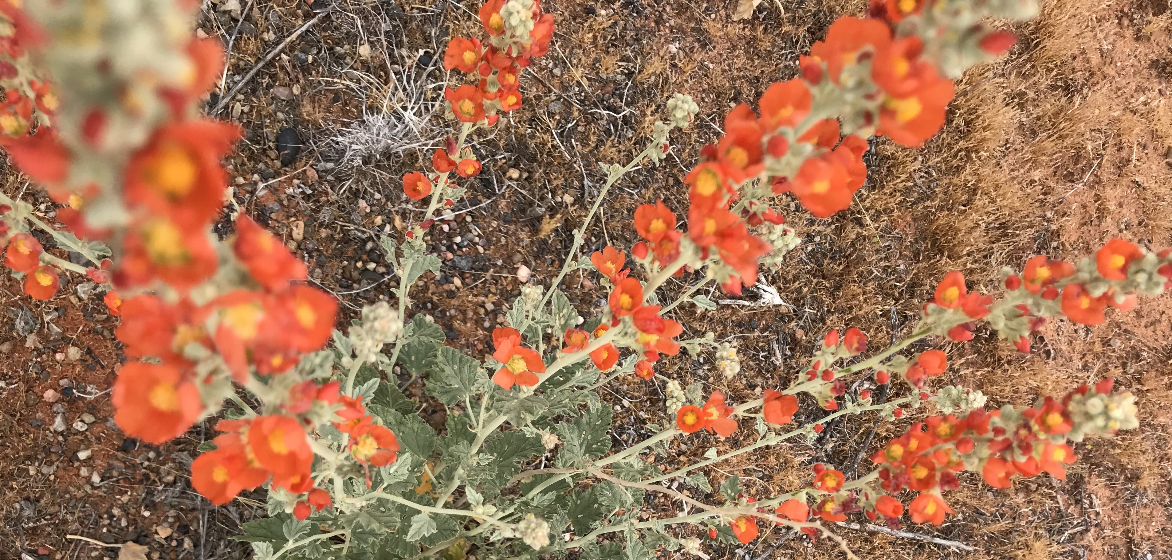 small but tall orange flowers amongst rocks