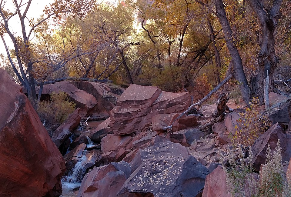 A stream flows through dense trees down red sandstone boulders.