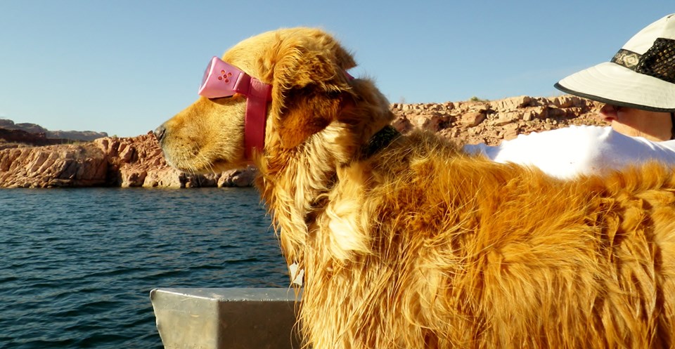 Blonde dog wearing pink goggles on a boat