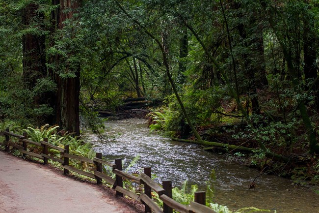 Redwood Creek flows alongside a trail bordered by rustic fencing, with a verdant canopy overhanging the creek.