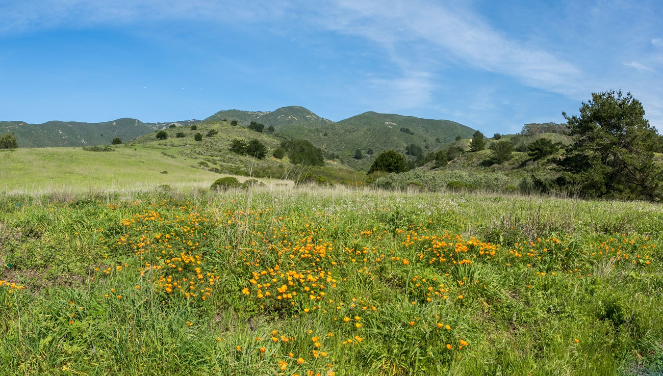 Grassy hillside of Rancho Corral de Tierra