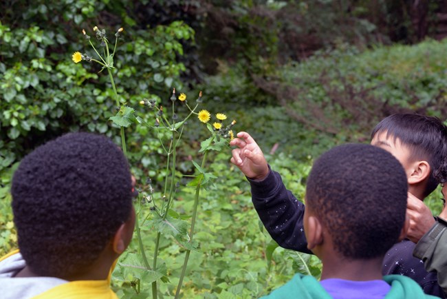 Students investigate the structure of a flower