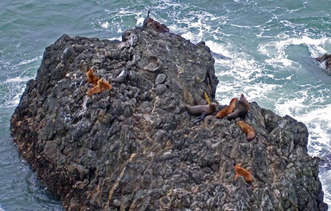 sea lions on pillow basalt
