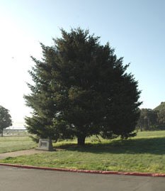 stout pine tree standing in a field