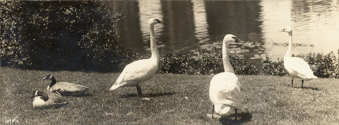 FineArtsSwans
