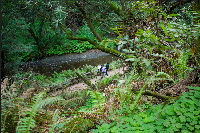 People walk along a fern-lined trail next to a creek