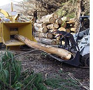 Bobcat tractor loading eucalyptus logs into a chipper.