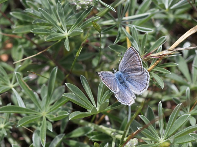 Close up of Mission blue butterfly on lupine host plant