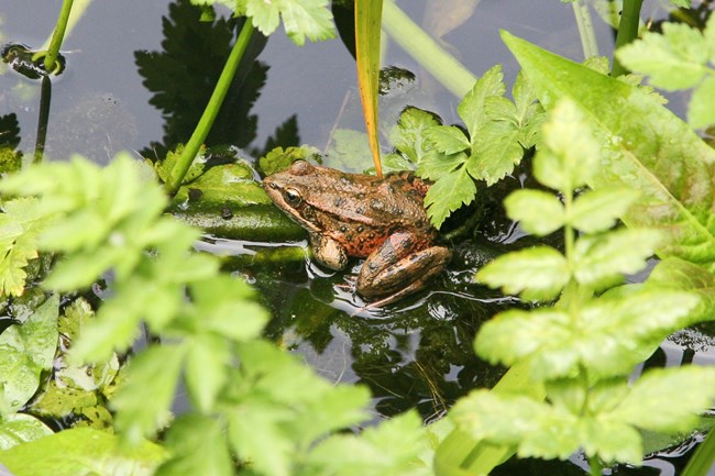 a frog sits in the water surrounded by leaves