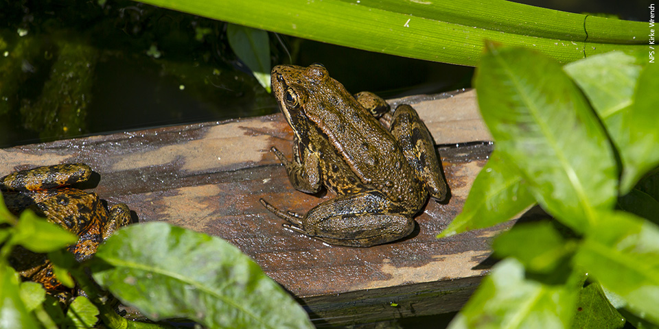 Red-legged frog sits on a piece of wood amongst riparian vegetation on a pond.