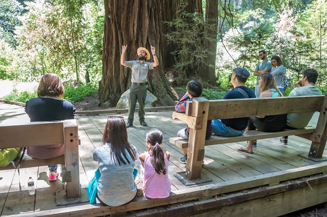 A ranger standing on the Muir Woods board walk points up to the redwoods as visitors listen.