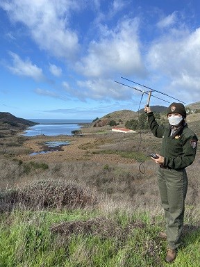 A ranger holds a yagi, otherwise known as telemetry equipment, attached to a radio while look over Rodeo Lagoon.