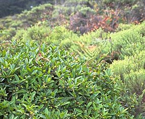 Coffeeberry and other shrubs form a dense canopy of cover for small wildlife