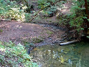 Creek in Phleger Estates
