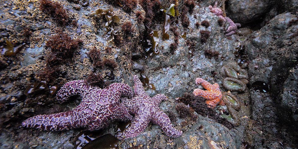 Sea stars and anemones cling to rocks in the intertidal zone.