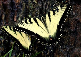 Anise swallowtail butterfly resting on a tree